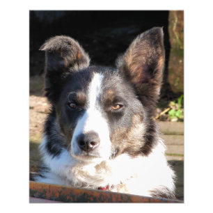 GRÄNS COLLIE FOTOTRYCK