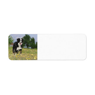 gräns collie fullt 3.png returadress etikett
