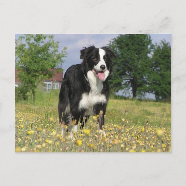 gräns collie fullt 3.png vykort (Framsida)