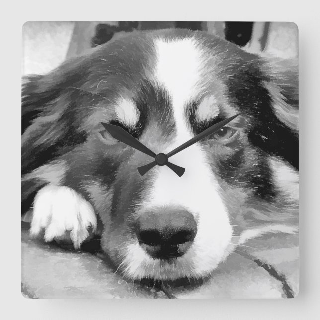 GRÄNS COLLIE FYRKANTIG KLOCKA (Framsida)