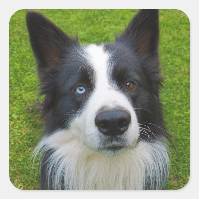 Gräns Collie Fyrkantigt Klistermärke (Framsida)