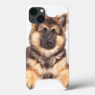 Gräns Collie German Shepherd Mix