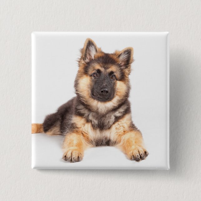 Gräns Collie German Shepherd Mix Knapp (Framsida)