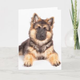 Gräns Collie German Shepherd Mix Kort