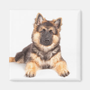 Gräns Collie German Shepherd Mix Magnet