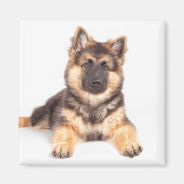 Gräns Collie German Shepherd Mix Magnet (Framsidan)