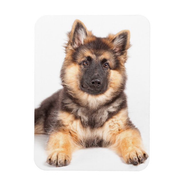 Gräns Collie German Shepherd Mix Magnet (Vertikal)