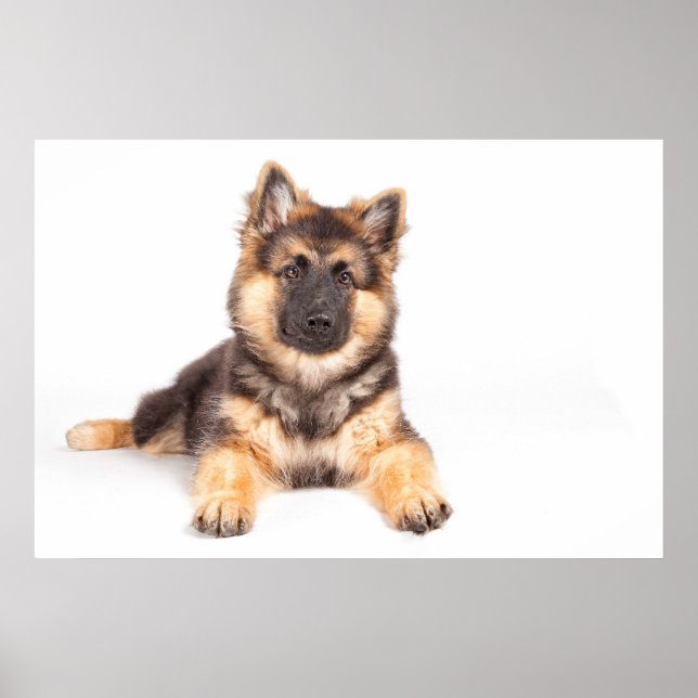 Gräns Collie German Shepherd Mix Poster (Framsidan)