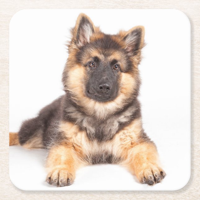 Gräns Collie German Shepherd Mix Underlägg Papper Kvadrat (Framsidan)