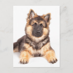 Gräns Collie German Shepherd Mix Vykort