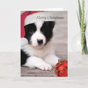 Gräns Collie - God jul-kort Helgkort