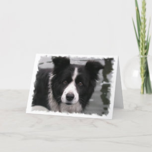 Gräns Collie Greeting Card Kort