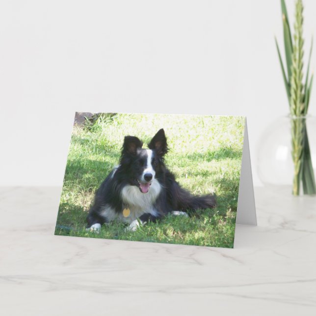 Gräns Collie Greeting Card Kort (Framsida)