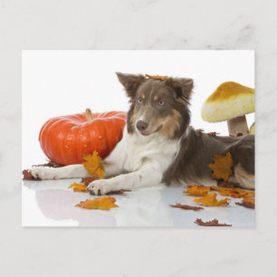 Gräns Collie haloween Vykort