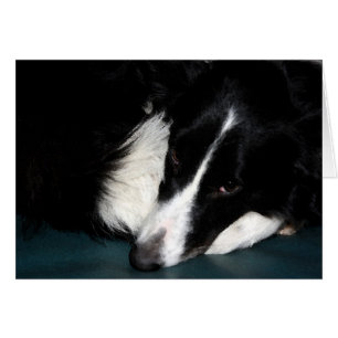 Gräns Collie Hälsningskort