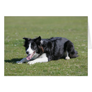 Gräns Collie Hälsningskort