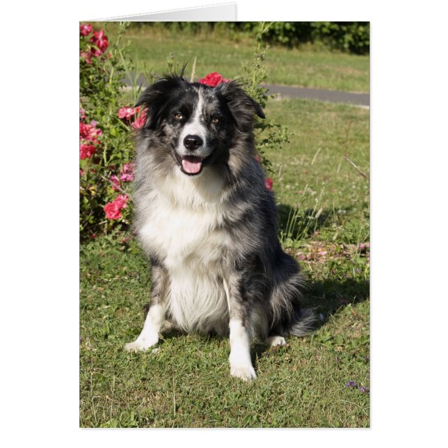 Gräns Collie Hälsningskort (Framsidan)