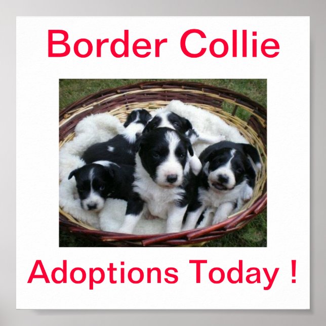 Gräns Collie Hund Adoptions i dag - signera Poster (Framsidan)