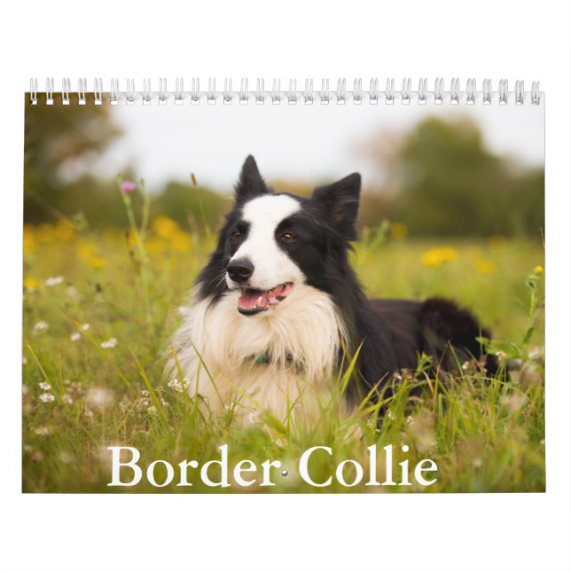 Gräns Collie hund Calendar Kalender (Omslag)