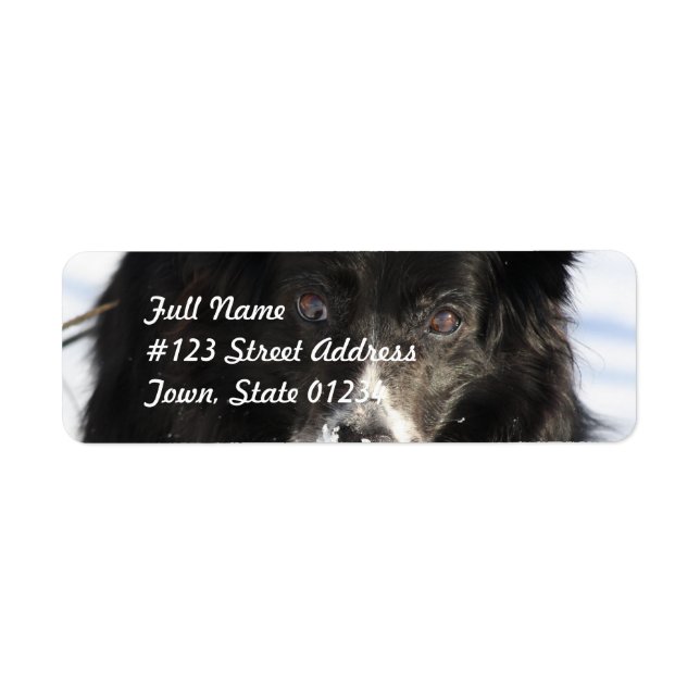 Gräns Collie Hund e-postetiketter Returadress Etikett (Framsidan)