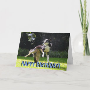 Gräns collie hund födelsedagskort kort