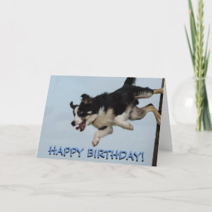 Gräns collie hund födelsedagskort kort