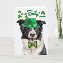 Gräns Collie Hund Lucky St patrick's day