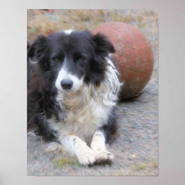 Gräns Collie Hund och Boll Poster (Framsidan)