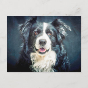 Gräns Collie Hund Porträtt Vykort