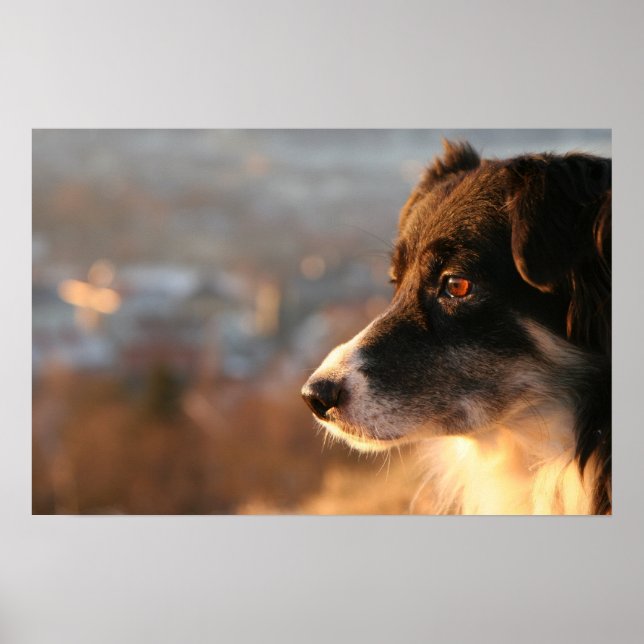 Gräns Collie Hund Poster (Framsidan)