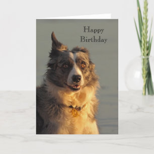 Gräns Collie Hund Running Grattis på födelsedagen Kort