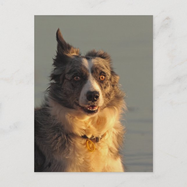 Gräns Collie Hund Running Postcard Vykort (Framsida)