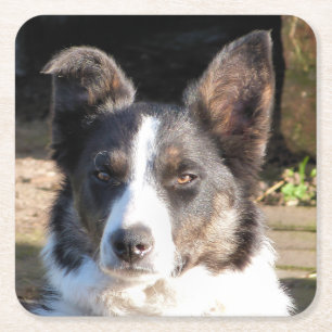 GRÄNS COLLIE HUND UNDERLÄGG PAPPER KVADRAT