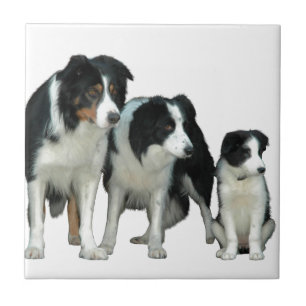 Gräns Collie Hundar Kakelplatta