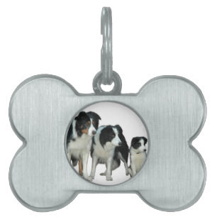 Gräns Collie Hundar Namnbricka Husdjur