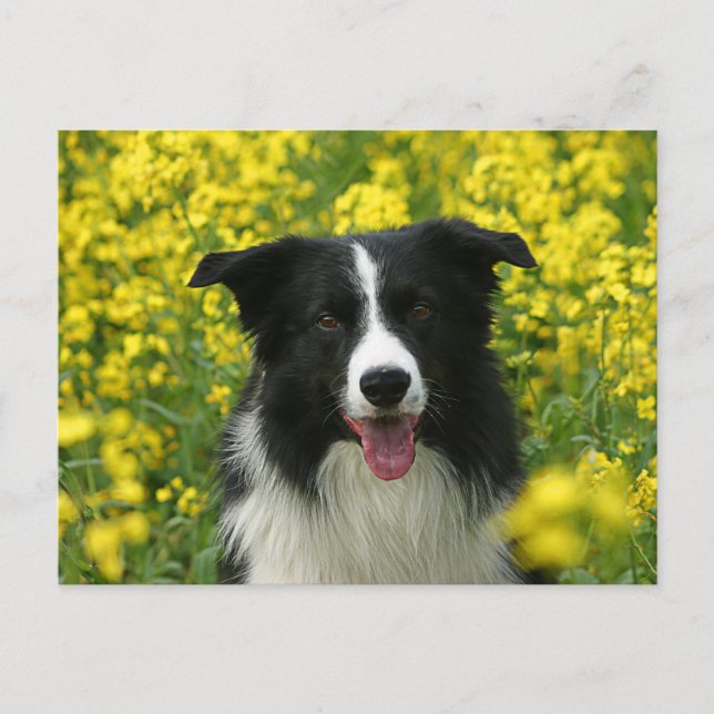 Gräns Collie Hunde Porträtt Postkarte Vykort (Framsida)