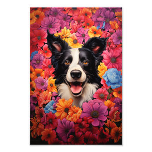 Gräns Collie i blommor Fototryck