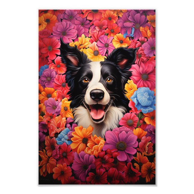Gräns Collie i blommor Fototryck (Framsidan)