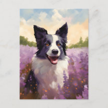 Gräns Collie i Lavender fält