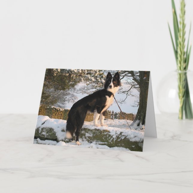 Gräns Collie i Snö Helgkort (Framsida)