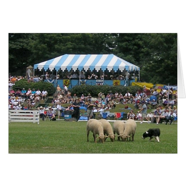 Gräns Collie in Action Hälsningskort (Framsidan Horizontal)