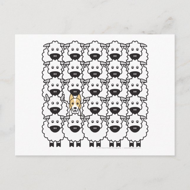 Gräns Collie in Sheep Vykort (Framsida)