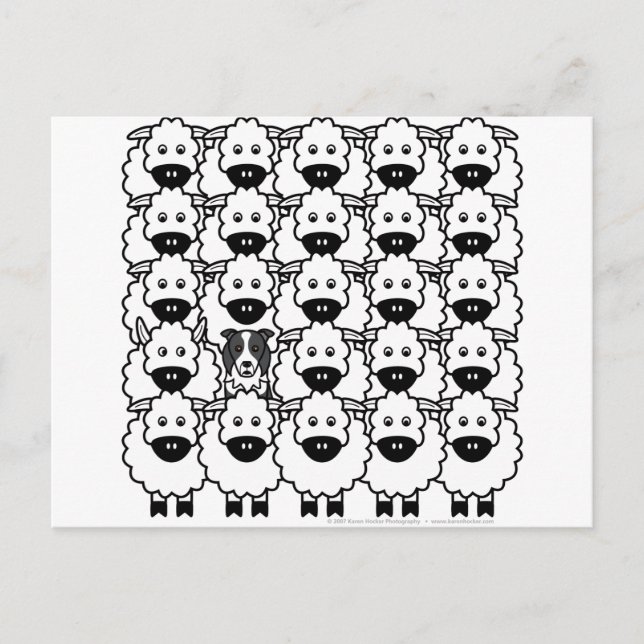 Gräns Collie in Sheep Vykort (Framsida)