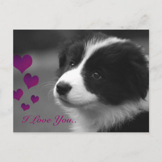 Gräns Collie, jag Kärlek du Vykort