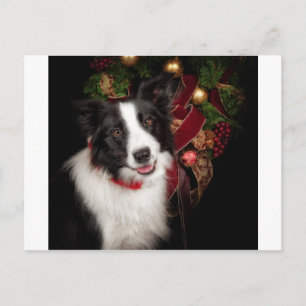 Gräns Collie-jul Helg Vykort