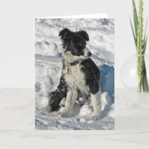 Gräns Collie Julanteckningskort Helgkort