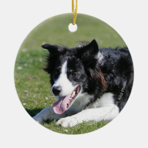 Gräns Collie Julgransprydnad Keramik