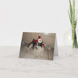 Gräns Collie-julkort Helgkort