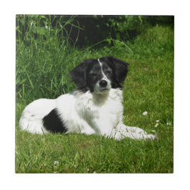 Gräns Collie Kakelplatta