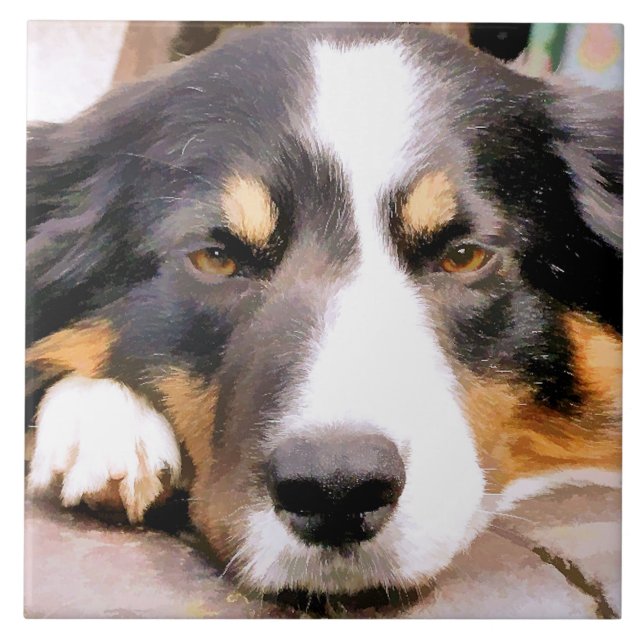 GRÄNS COLLIE KAKELPLATTA (Framsidan)